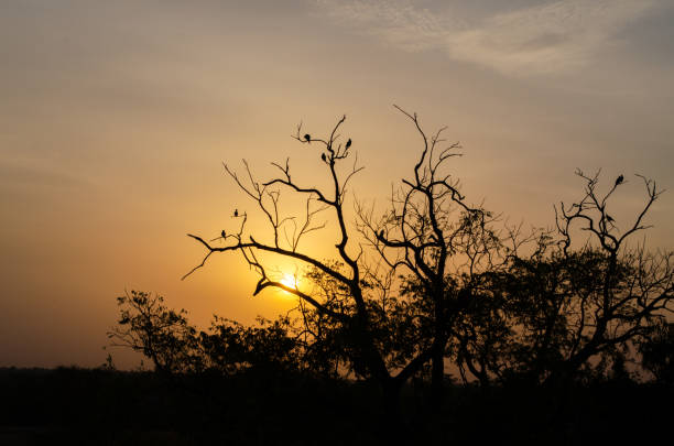 istock Beautiful sunrise with birds flying 1223421776