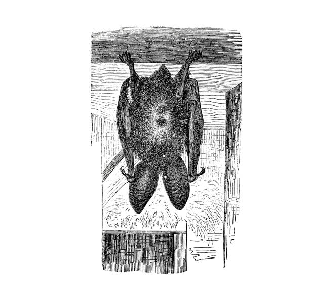 istock Illustration of a Long-eared Bat hunting in popular encyclopedia from 1890 1223422079
