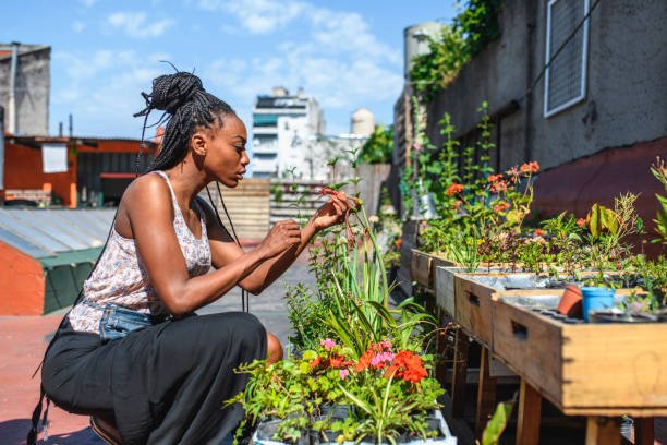 mujer jovenafricana que comprueba el crecimiento de la planta en el jardín del techo - 5954 fotografías e imágenes de stock