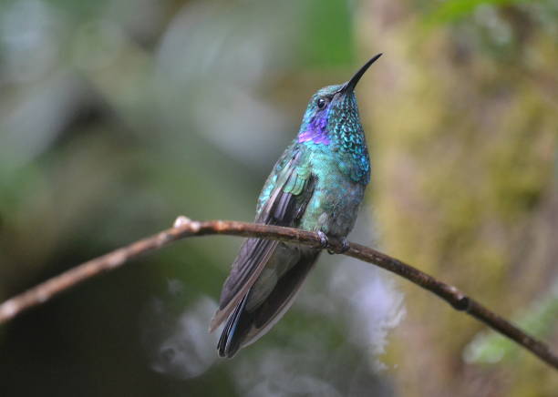 istock Green and purple hummingbird 1223422955
