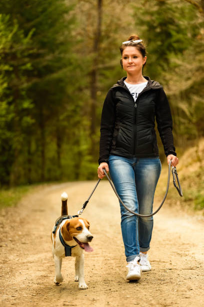 istock Young woman walks with a beagle dog on a leash on the forest path. 1223423055