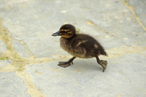 Cute duckling walking earnestly