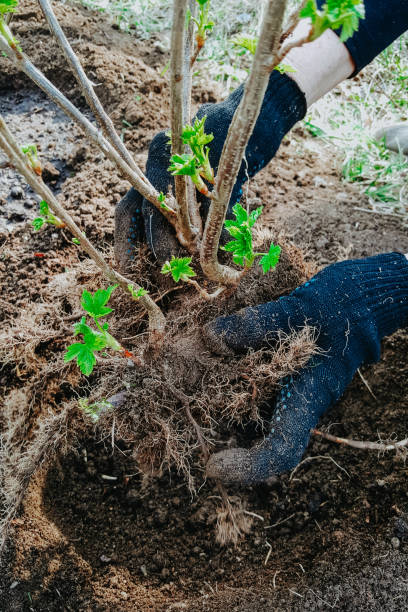 istock Plant the bushes of currants 1223423361