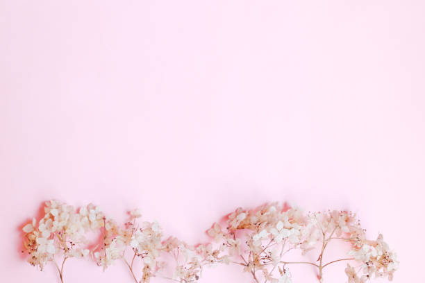 istock Composition of dried flowers on pink background. Copy space. top view. selective focus. 1223423421