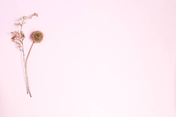 istock Composition of dried flowers on pink background. Copy space. top view. selective focus. 1223423430