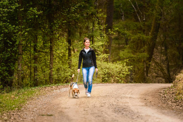 istock Young woman walks with a beagle dog on a leash on the forest path. 1223423718