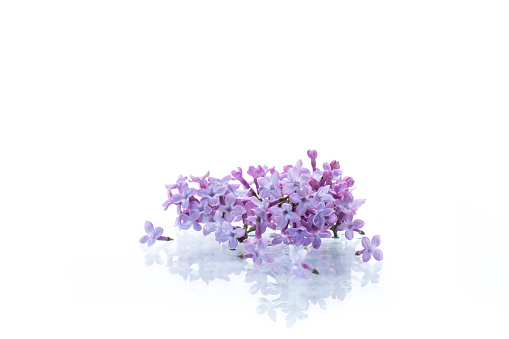 bouquet of beautiful spring flowers of lilac isolated on white background