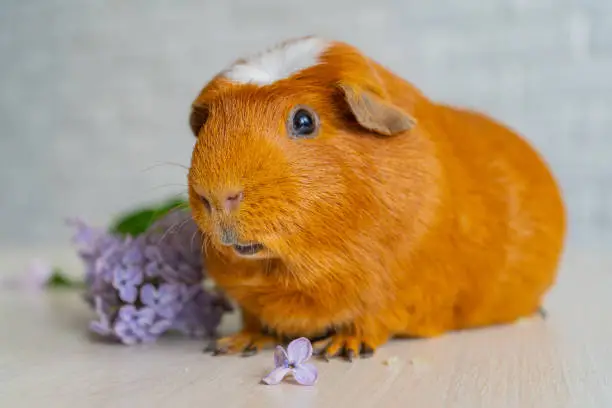 Photo of The red domestic guinea pig (Cavia porcellus), also known as cavy or domestic cavy