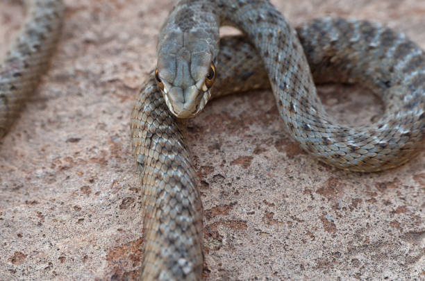 istock Wild snake Malpolon Monspessulanus 1223426640