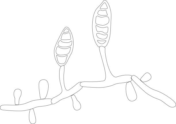 微胞子虫 イラストのストックフォト
