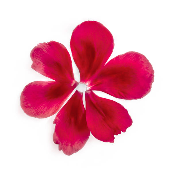 Abstract flower created from pink peony petals, close-up, isolated on a white background