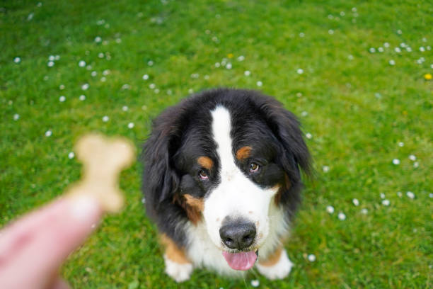 The dog is sitting, looking at the dog treat