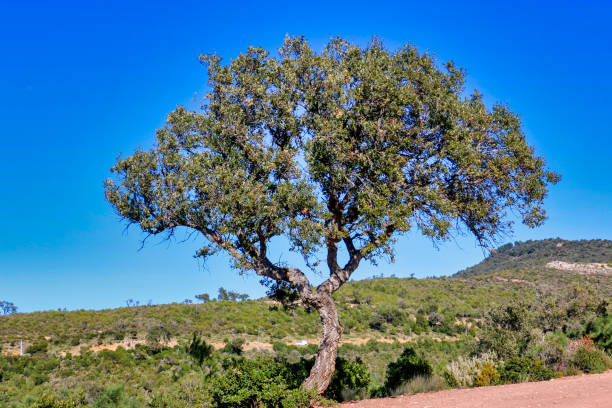 istock Tree in a landscape of Provence 1223428313