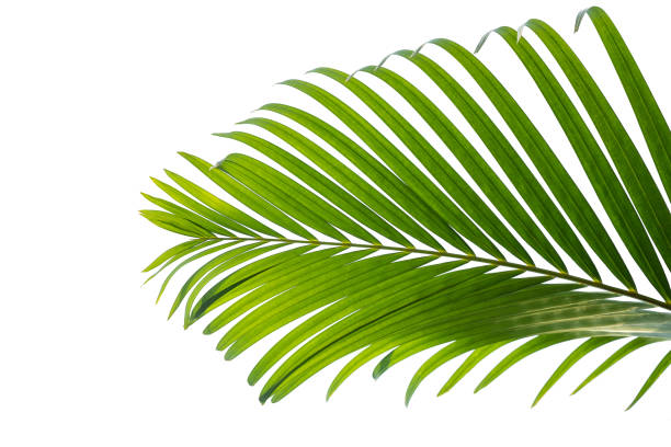 istock green leaves for background and wallpaper 1223429800