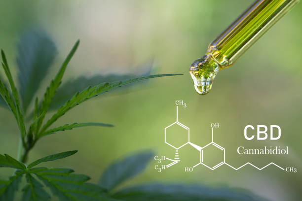 CBD elements in Cannabis,  CBD oil cannabis extract, researching hemp oil extracts for medical purposes. CBD elements in Cannabis,  CBD oil cannabis extract, researching hemp oil extracts for medical purposes. cbd oil photos stock pictures, royalty-free photos & images