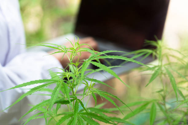 istock Female scientist checking and researched cannabis plants. marijuana  alternative herbal medicine concept. 1223430203