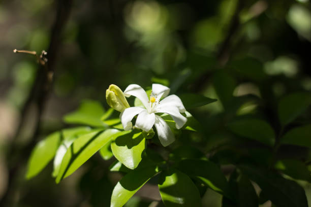 istock Orange Jessamine flowers and green leaf 1223430638