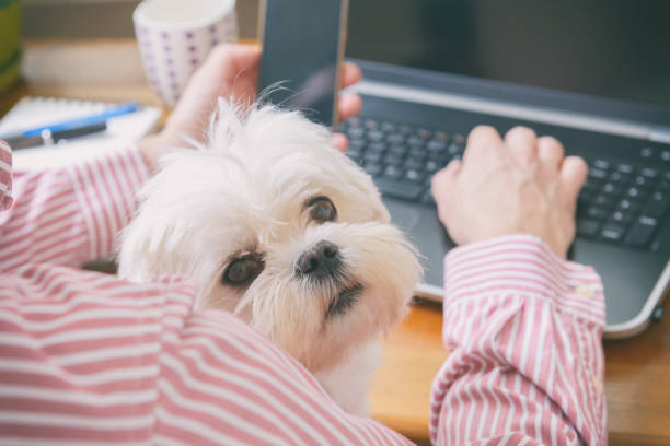 istock Working with dog at home 1223431625