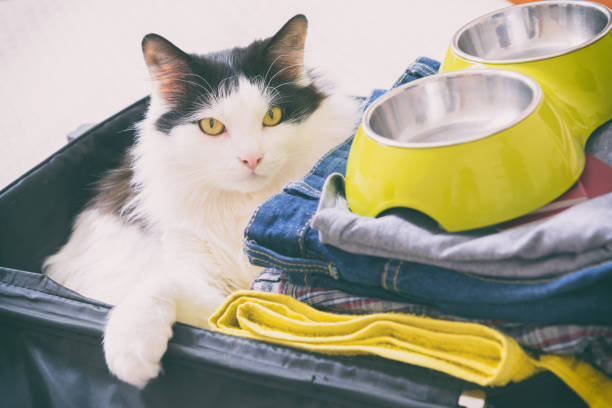 istock Cat sitting in the suitcase 1223431673