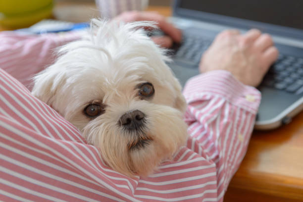 istock Working with dog at home 1223431742