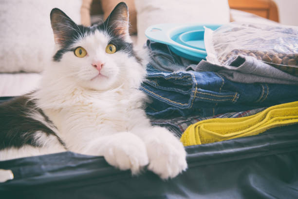 istock Cat sitting in the suitcase 1223431826