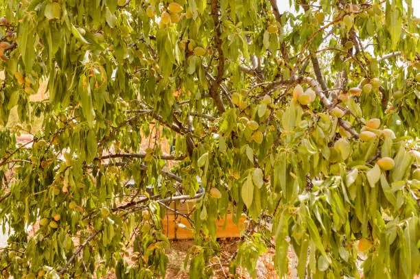 Nice Almond Tree Packed With Fruit In Hita. July 23, 2019. Hita Guadalajara Castilla La Mancha. Spain. Travel Tourism Holidays