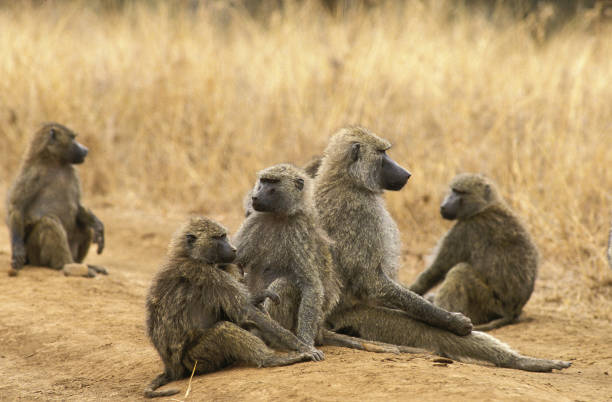 istock OLIVE BABOON papio anubis, GROUP IN MASAI MARA PARK, KENYA 1223433041
