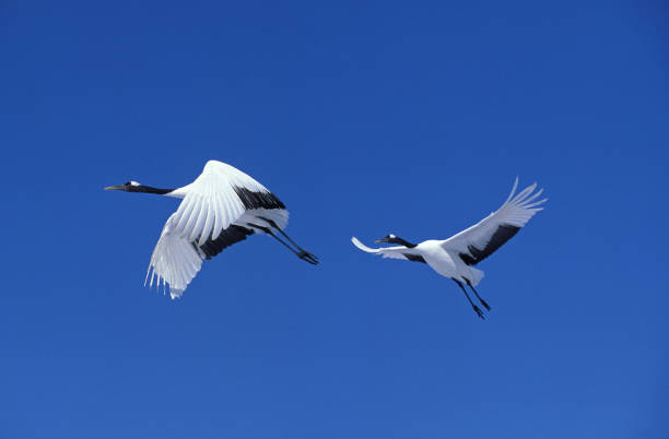 JAPANESE CRANE grus japonensis, FLYING AGAINST BLUE SKY, HOKKAIDO IN JAPAN JAPANESE CRANE grus japonensis, FLYING AGAINST BLUE SKY, HOKKAIDO IN JAPAN japanese crane stock pictures, royalty-free photos & images