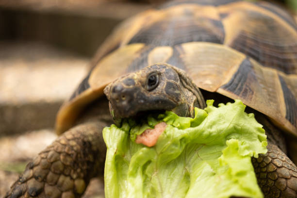 istock Head turtle tortoise eat salad vegetable green eye brown 1223434200