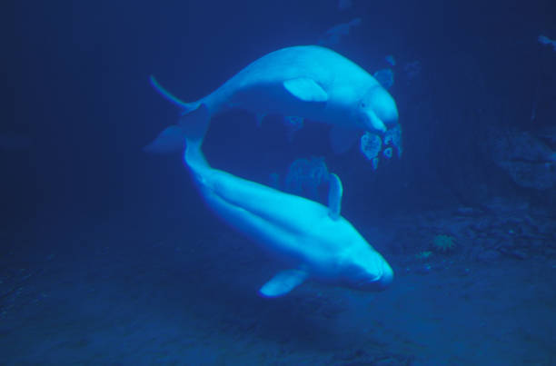 istock BELUGA WHALE OR WHITE WHALE delphinapterus leucas 1223434637
