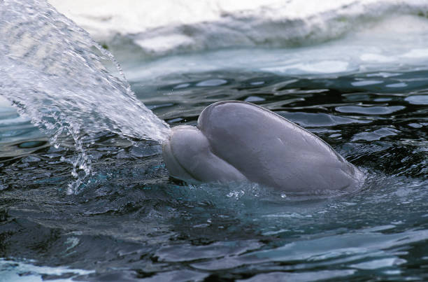istock BELUGA WHALE OR WHITE WHALE delphinapterus leucas 1223434723