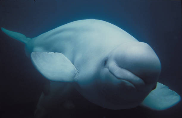 istock BELUGA WHALE OR WHITE WHALE delphinapterus leucas 1223434806