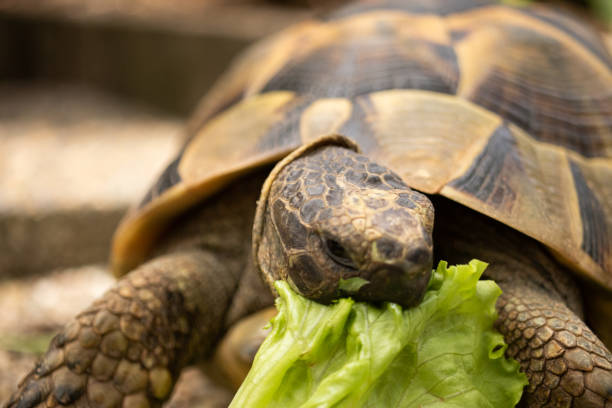 istock Head turtle tortoise eat salad vegetable green eye brown 1223434988