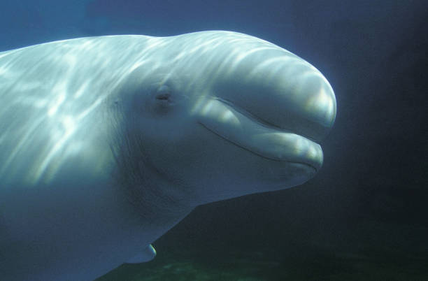 벨루가 고래 또는 흰 고래 델피냅터루스 루카스 - beluga whale 뉴스 사진 이미지