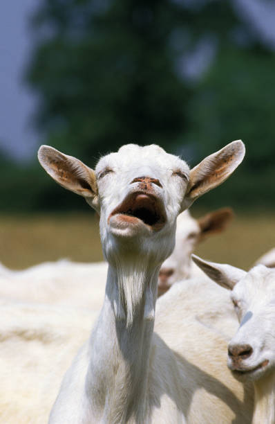 istock SAANEN GOAT, ADULT CALLING 1223435967