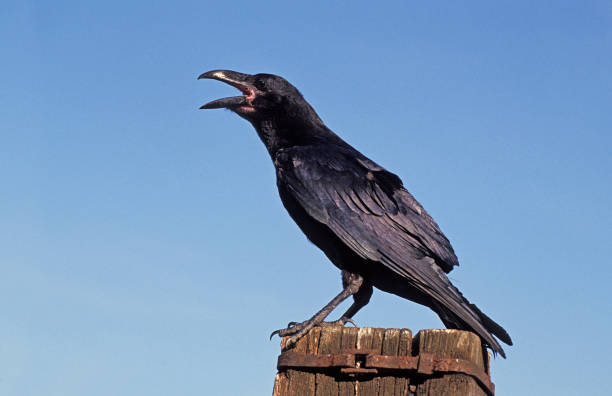istock COMMON RAVEN corvus corax, ADULT CALLING OUT, ALASKA 1223436418