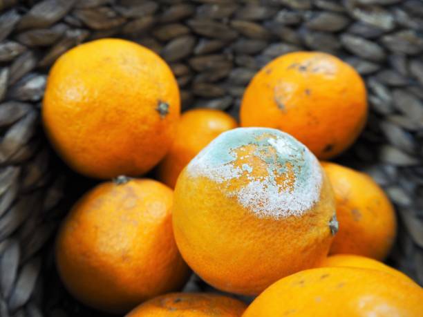 молди мандариновый апельсин в корзине - зелёная плесень стоковые фото и изображения
