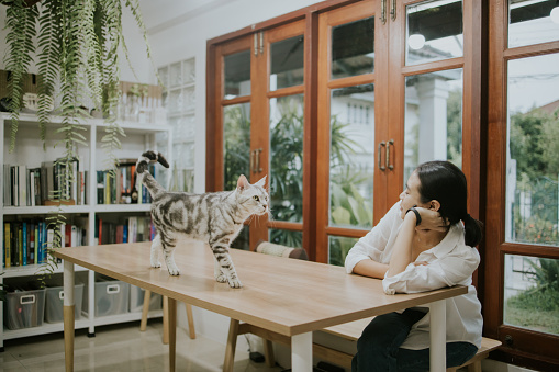 Thai architect women freelancer is looking at the cat while walking and showing the action in the morning at the green home office space