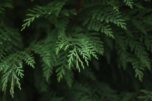 A background of cypress tree leaves with dark tones