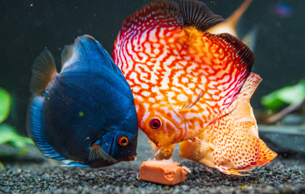 Colorful fish from the spieces Symphysodon discus in aquarium feeding on meat. Colorful fish from the spieces Symphysodon discus in aquarium feeding on cow heart meat cube. discus fish symphysodon stock pictures, royalty-free photos & images