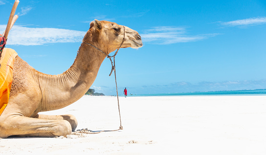 Single camel sitting at Diani Beach.
