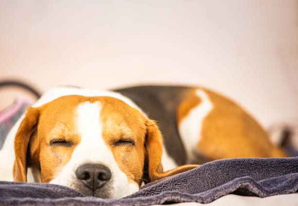 istock Hound Beagle dog sleeping outdoors on a garden sofa. Canine concept 1223443117