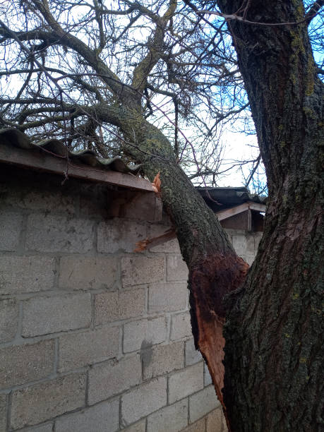 a windbroken apricot tree fell on shed and broke the roof. - uprooted vertical leaf root imagens e fotografias de stock