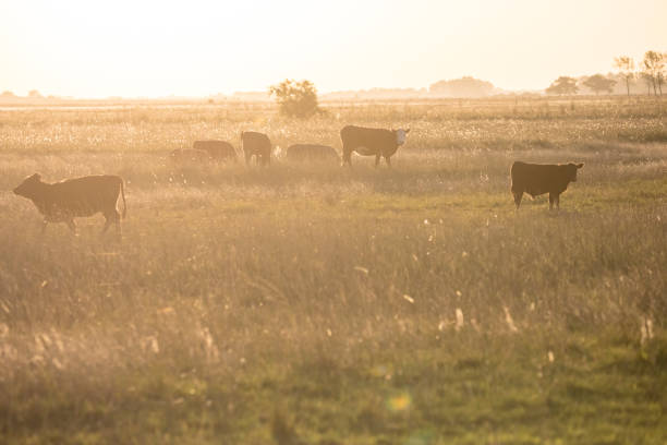 istock Herd of cows in the field at sunset 1223444914