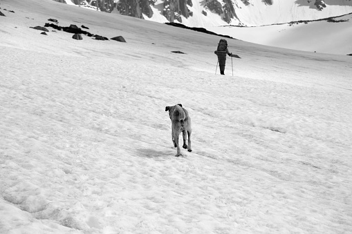 Dog and trekker on snowy plateau in high mountains. Back view. Turkey, Kachkar Mountains, highest part of Pontic Mountains. Black and white toned landscape. Selective focus on dog.