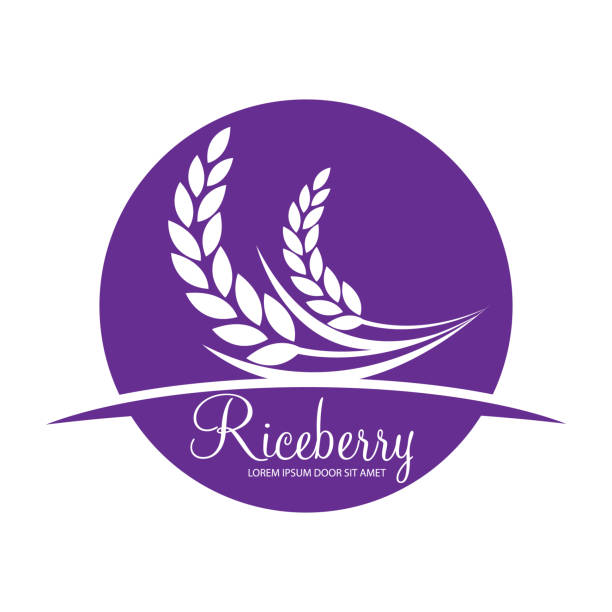 Thai riceberry rice isolated vector illustration organic paddy rice, ear of paddy, ears of Thai riceberry rice isolated vector illustration rice4 stock illustrations