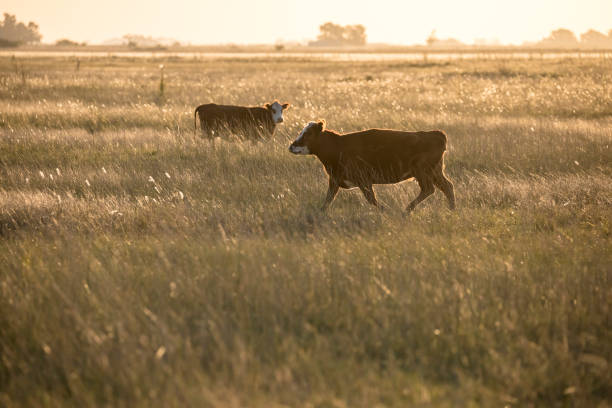 Rural life in the field. Herd of cows eating grass together at golden sunset. Ignacio Correa, Buenos aires. Argentina.