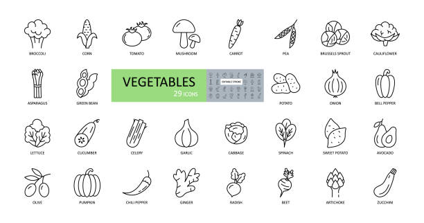 illustrations, cliparts, dessins animés et icônes de icônes de légumes vectoriels. accident vasculaire cérébral modifiable. salade de légumes, haricot, chou, tomate, concombre, avocat. champignons d’artichauts betteraves chou-fleur d’oignon de maïs à l’oignon radis de céleri gingembre de céler - zucchini vegetable squash market