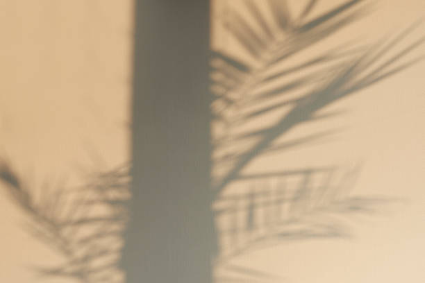 istock Gray Concrete Wall With Foliage Shadow Texture. The texture of the plaster 1223447529