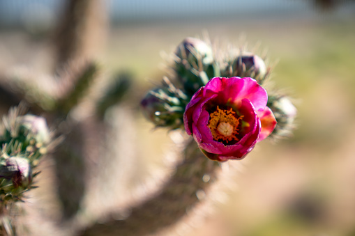 A blooming cactus with sharp spikes.